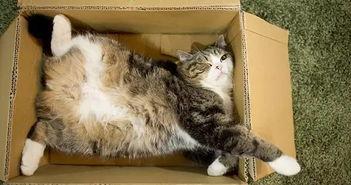 小猫变成人的箱子视频,小猫变身人形之谜