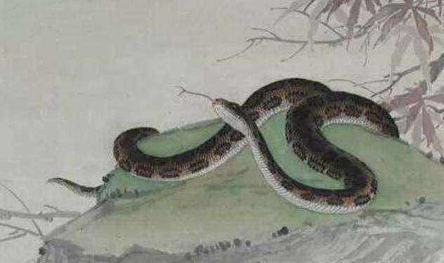 蛇投胎成人会怎样呢视频,揭秘神秘转世之谜