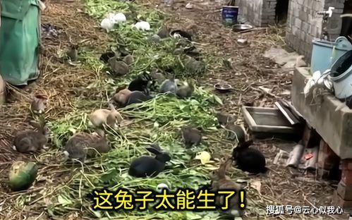 5只小兔变成人了吗视频,变身人间的奇幻之旅