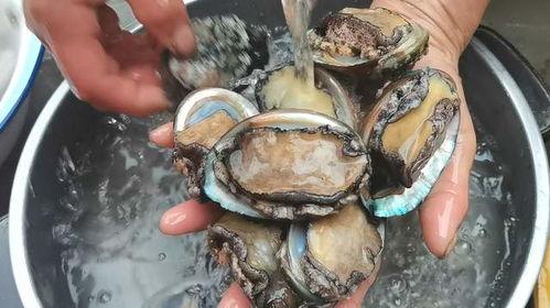 鲍鱼变成人的故事视频,一段奇幻的蜕变之旅